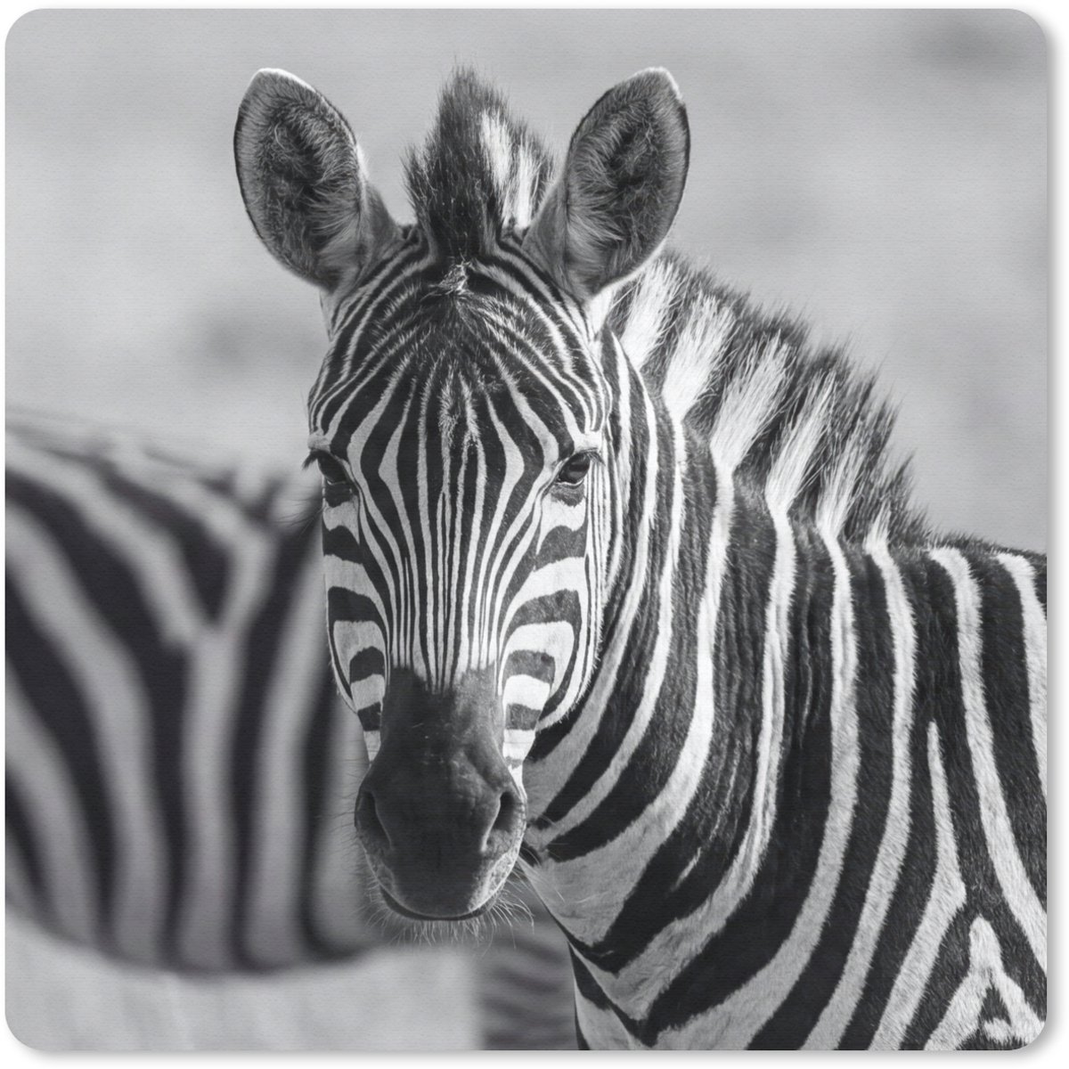 Muismat 30x30 cm - Mousepad Zebra's - Zwart - Wit - Muismatten