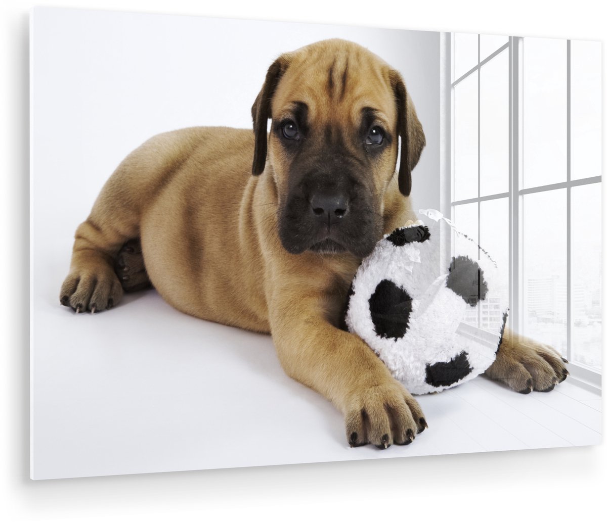 ® Glasschilderij 150x100 cm - Schilderij acrylglas - Een bruine puppy met een voetbal - Foto op glas - Muurdecoratie woonkamer - Wanddecoratie slaapkamer - Schilderijen