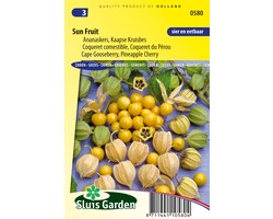 Sluis Garden - Ananaskers (Physalis peruviana)