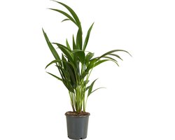 Bloomique - Howea Forsteriana - Kentia Palm - Kamerplanten - Luchtzuiverend - Diervriendelijk - Hoogte 40-60 cm - Pot 13 cm
