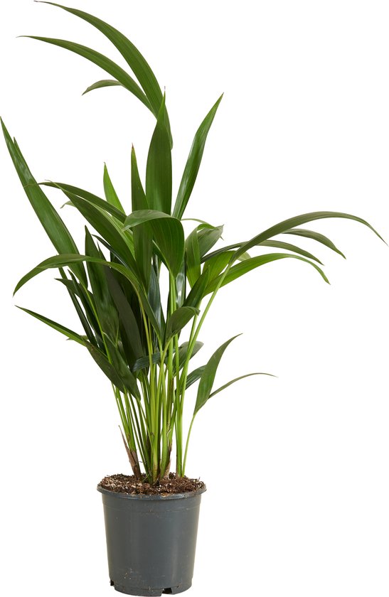Plant in a Box - Howea Forsteriana - Kentia palm - Groene kamerplant - Pot 18cm - Hoogte 90-100cm