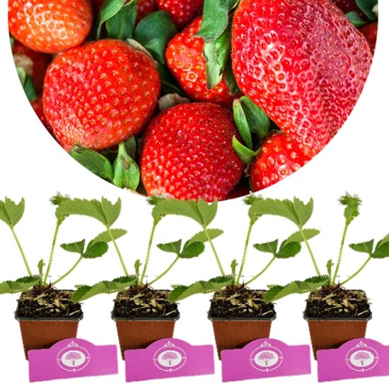 Set van 4 Reuze Aardbeien – Fragaria ananassa ‘Colossus’