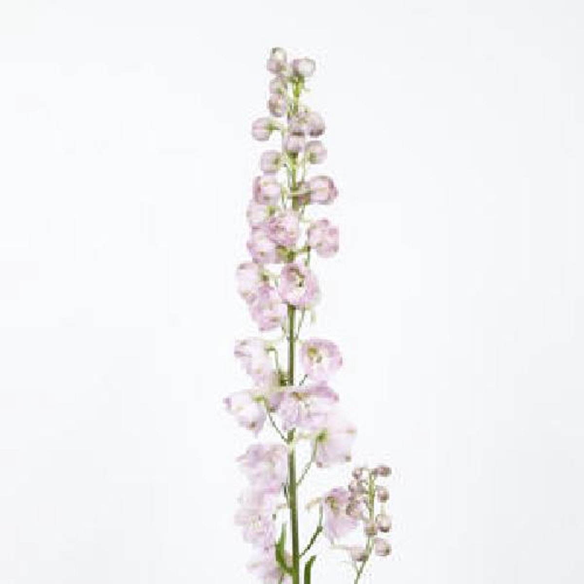 10x Delph.dewi pink spijker du 80cm