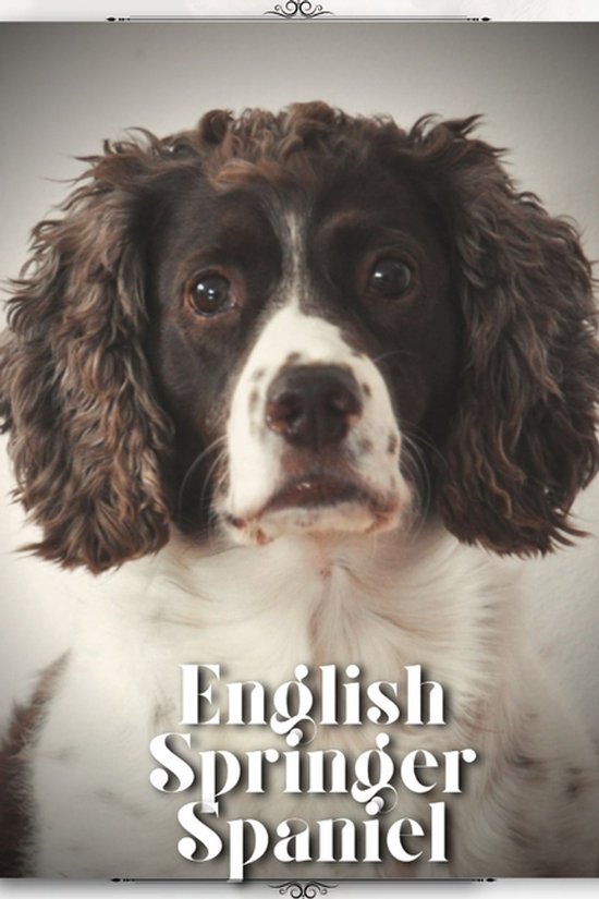 English Springer Spaniel
