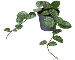 Hoya Mathilde - Hoogte 10cm - Pot 6cm