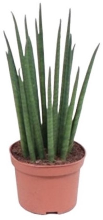 Sanseveria Fernwood Mikado - Hoogte 40cm - Pot 12cm