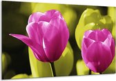 Schilderij Op Canvas Tulp - Roze, Groen, Zwart - 120x70cm 1Luik - Foto Op Canvas - GroepArt 6000+ Schilderijen 0p Canvas Art Collectie - Wanddecoratie - Woonkamer - Slaapkamer - Canvas Print