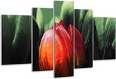 Glasschilderij Tulp - Rood, Groen, Zwart - 170x100cm 5Luik - Foto Op Glas - Geen Acrylglas Schilderij - 6000+ Glasschilderijen Collectie - Wanddecoratie