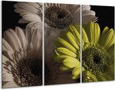 Peinture sur verre fleur | Vert, blanc, gris | 120x80cm 3 Liège | Tirage photo sur verre | F002524