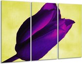 Peinture sur verre tulipe | Violet, vert, blanc | 120x80cm 3 Liège | Tirage photo sur verre |  F003734