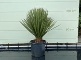 Yucca Filifera  hoogte 100 cm