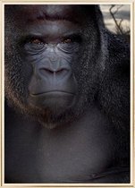 Poster Met Metaal Gouden Lijst - Zilverrug Gorilla Poster