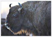 Poster Met Witte Lijst - Aurochs Bison Poster