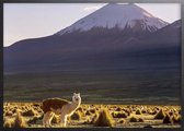 Poster Met Zwarte Lijst - Lama Bolivia Poster