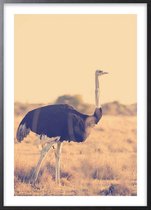 Poster Met Zwarte Lijst - Botswana Struisvogel Poster
