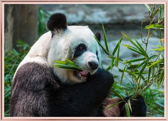 Poster Met Metaal Rose Lijst - Mooie Panda Poster
