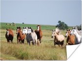 Rennende paarden in een weiland poster papier 80x60 cm - Foto print op Poster (wanddecoratie woonkamer / slaapkamer) / Wilde dieren Poster