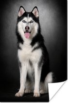 Poster Siberische husky - 60x90 cm