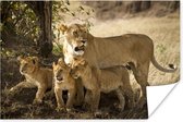Poster Leeuwen op de savanne - 60x40 cm
