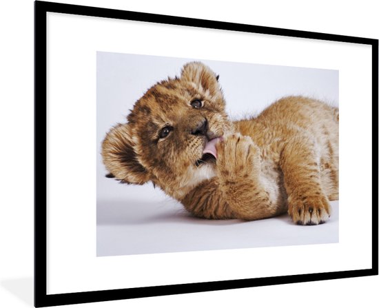 Photo encadrée - Chiot lion lèche sa patte sur fond blanc Cadre photo noir avec passe partout blanc 80x120 120x80 cm - Affiche encadrée (Décoration murale salon / chambre)