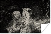 Twee tijgers in zwart/wit poster papier 60x40 cm - Foto print op Poster (wanddecoratie woonkamer / slaapkamer) / Wilde dieren Poster