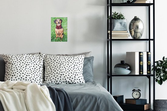 Un beau teckel sur 2 pattes regardant dans l'appareil photo Poster 20x30 cm - petit - Tirage photo sur Poster (décoration murale salon / chambre) / Poster Animaux domestiques