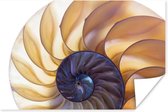 Dwarsdoorsnede van de nautilusschelp poster 120x80 cm - Foto print op Poster (wanddecoratie woonkamer / slaapkamer) / Strand Poster