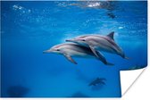 Poster Dolfijn - Zee - Egypte - 90x60 cm