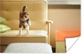 Kat die van bank springt poster papier 60x40 cm - Foto print op Poster (wanddecoratie woonkamer / slaapkamer) / Huisdieren Poster