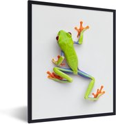 Photo en cadre - Grenouille verte devant fond blanc Cadre photo noir sans passe-partout 60x80 cm - Affiche sous cadre (Décoration murale salon / chambre)