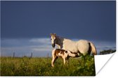 Paard met veulen in het gras poster papier 120x80 cm - Foto print op Poster (wanddecoratie woonkamer / slaapkamer) / Wilde dieren Poster
