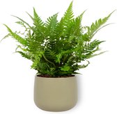 Kamerplant Polystichum Biaristatum – Naaldvaren - ± 25cm hoog – 12 cm diameter - in groene sierpot