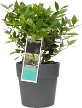 Buitenplant de Laurier plant | Gebruik laurier uit je eigen tuin | Heerlijk om mee te koken | Ø 30 cm – Hoogte 35 cm (waarvan +/- 10 cm plant en 25 cm pot)