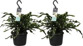 Decorum Duo Microsorum diversifolium – ↨ 40cm – ⌀ 17cm