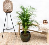 Combi deal - Areca palm inclusief Ellen vintage green - 140 cm