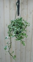 Hangplant Epipremnum groen wit