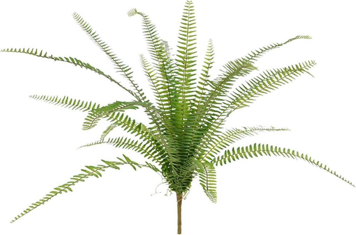 maxifleur Kunstplanten Asplenium Varen kunstplant 75cm Groen