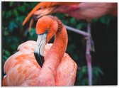 Dibond - Lichtroze Flamingo - 40x30cm Foto op Aluminium (Wanddecoratie van metaal)