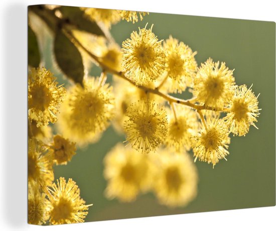 Canvas Schilderij Close up van gele acacia bloemen tegen een groene achtergrond - 90x60 cm - Wanddecoratie