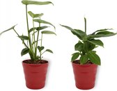 Set van 2 Kamerplanten - Monstera Deliciosa & Musa Tropicana- ±  30cm hoog - 12cm diameter - in rode pot