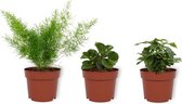 Set van 3 Kamerplanten - Peperomia Green Gold & Coffea Arabica & Asparagus Sprengeri - ±  30cm hoog - 12cm diameter