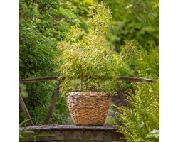 Rieten Plantenbak - Bruin - Ø65×50cm - Drypot Bloemenmand Abaca Met Gat - Het Mandenhuys