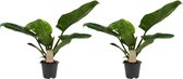 FloriaFor - Duo Philodendron Imperial Green Feel Green - - ↨ 45cm - ⌀ 14cm