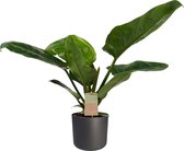 FloriaFor - Philodendron Imperial Green Feel Green Met Elho B.for Soft Antracite - - ↨ 45cm - ⌀ 14cm