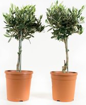 Mama's Planten - Olijf - Vers Van De Kweker - ↨ 50cm - ⌀ 15cm