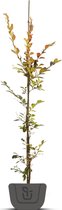 Lagerstroemia indica Red Imperator | Hoogte: 140-160 cm