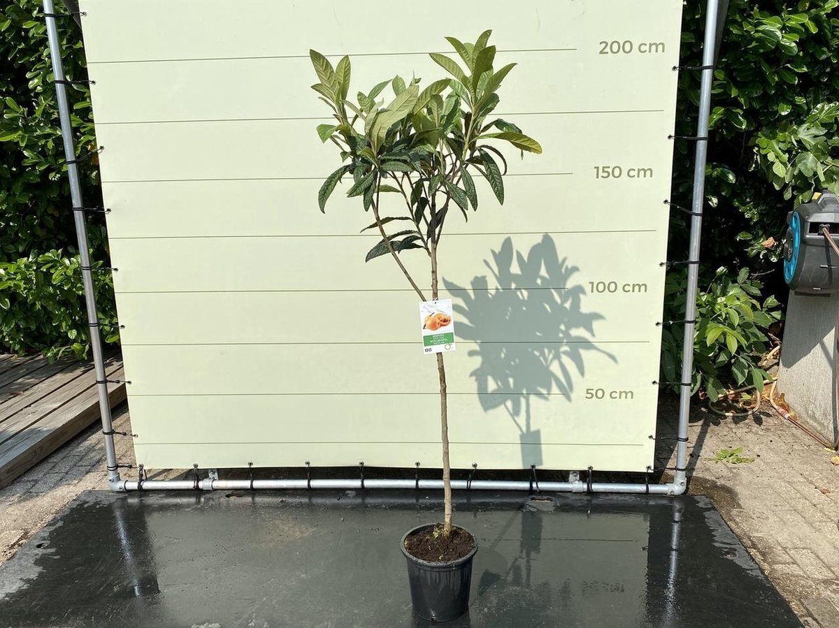 Planten en Fruitbomen Kopen voor je Tuin Planten en Fruitbomen Kopen voor je Tuin