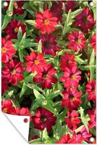 Affiche de jardin Fleurs de zinnia rouge pendant une journée ensoleillée 60x90 cm - Toile de jardin / Toile d'extérieur / Peintures pour l'extérieur (décoration de jardin)