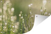 Tuinposters buiten Vroege dauw op grassprieten - 90x60 cm - Tuindoek - Buitenposter