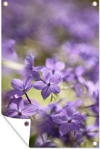 Fleurs de flammes violet clair avec un arrière-plan flou Poster de jardin 40x60 cm - petit - Toile de jardin / Toile d'extérieur / Peintures pour l'extérieur (décoration de jardin)